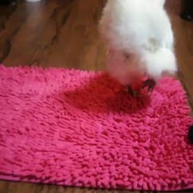 おともらちの女の子が飼ってる…ｳｺｯｹｲ(ФωФ)ﾉの画像