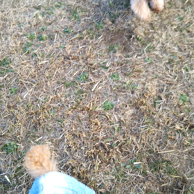 初ドッグランの画像