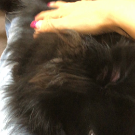 2018年12月15日   なでなでの画像