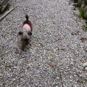 じゃりんこ☆ファーファ①の画像