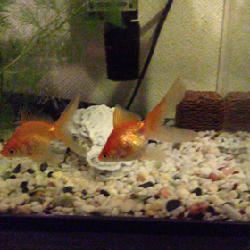 水槽のお掃除しました...の画像