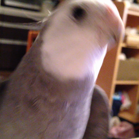 マサオの歌の画像