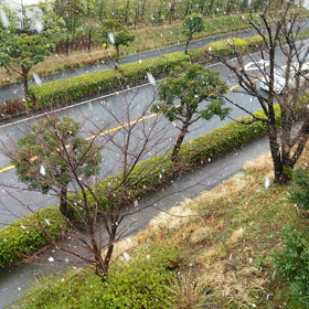 雪の画像