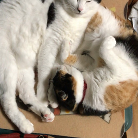 かわいい平和の画像