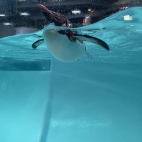 モユク札幌 ラストの画像