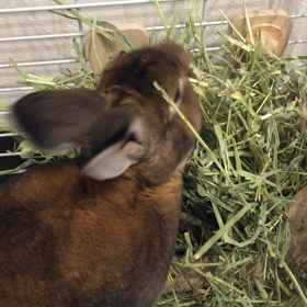 もさもさの画像