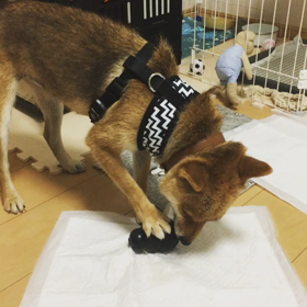 すあまとKONGの画像