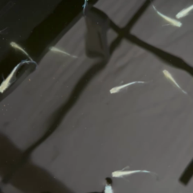 サンセットシャイナーの画像