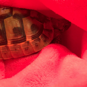 チャンチャンとチャンリの生活4日目の画像