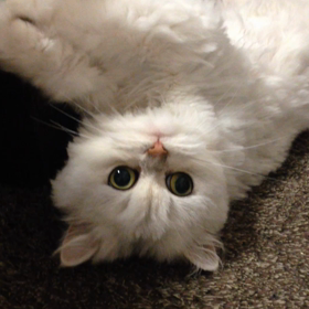 野生は忘れてるよねの画像