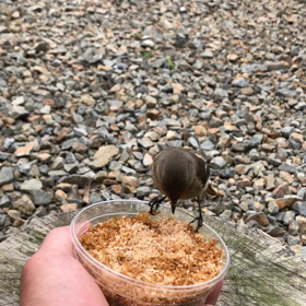 ジョウビタキ㉞『ジョビの顔が汚い』の画像