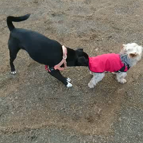 幸せ通信（ジャミくん）の画像