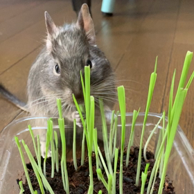 【デグー】草食のプロの画像