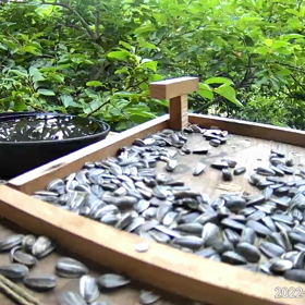 すぎぴたんの事件簿シーズン2　317話（ひまわりレストランの争奪戦）の画像