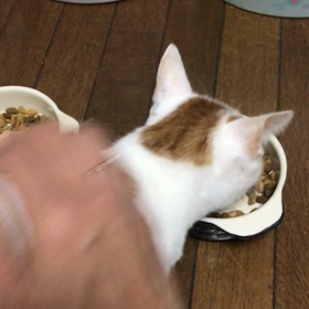 里親様募集中のいっちゃんの画像