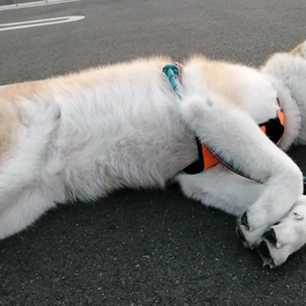 今朝も順調に「ゴロ寝散歩」終了❗未来丸は、ゴロ寝か大好きだが！実は歩く時は歩くのです‼️(笑)の画像