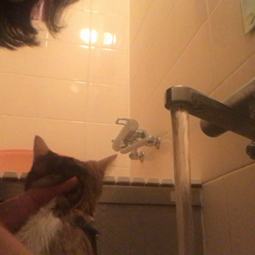 里帰り避妊のレモンちゃんシャンプーの画像