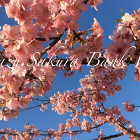 河津桜土手散歩❤️の画像