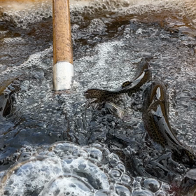 明日、6/11(日)はイベントのため貸切となっております。の画像