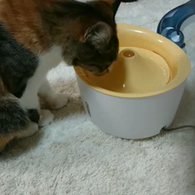 ピュアクリスタルの画像