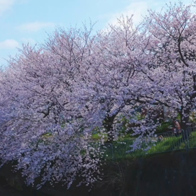 春を浴びて深呼吸の画像