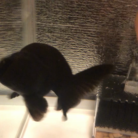金魚はなつく？！黒らんちゅうさんと戯れの画像
