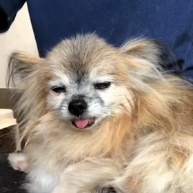 なすがままの画像