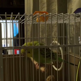 ピーちゃんの画像