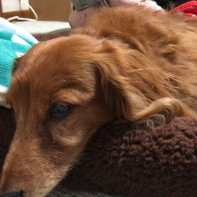 肉芽腫性髄膜脳炎（GME）診断されて…3の画像