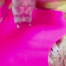 今日のGG！の画像