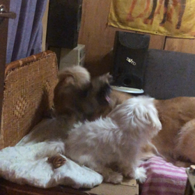 今朝の  娘達の画像