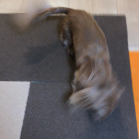 回転尻尾のツネの画像