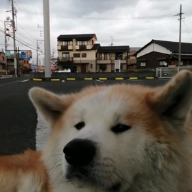 あららっ‼️未来丸今度は下痢？⁉️3回した後に、液体放出！ご本人はエヘラしてるだけで元気だけの画像