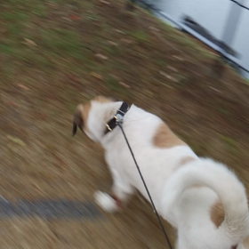 ジャッさんとの日々574の画像