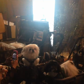 ペキパーティ開催の画像