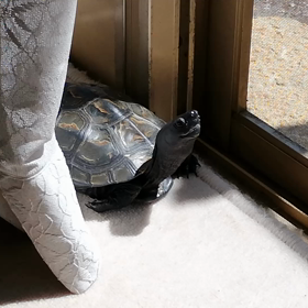 緊急事態宣言の画像