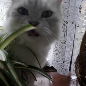 カジカジの画像