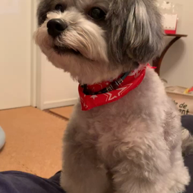 むぎの甘え泣きの画像