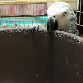 ヨウムの悪ガキちゃんは、いつもの場所で私を監視！！の画像