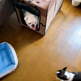 ぺちゃコンビの画像