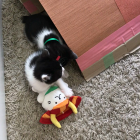 子ねこを拾って34日めの画像