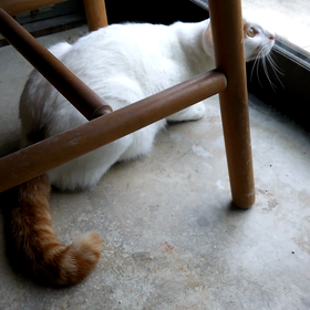 ピーがわんちゃんになった！？の画像