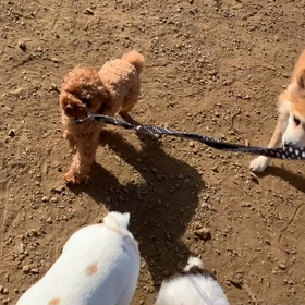 3月21日12わんこと2時間30分遠足　　代々木公園の画像