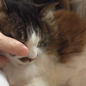 七夕の願い事の画像