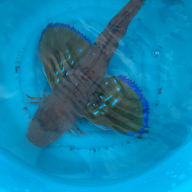 遊び大好きの画像