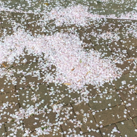乾いた花びらの画像