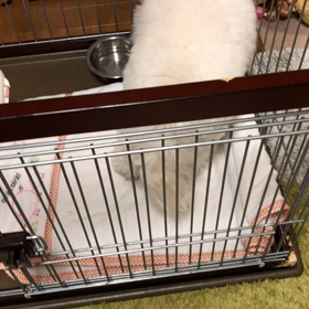 1月12日  おかわりの画像