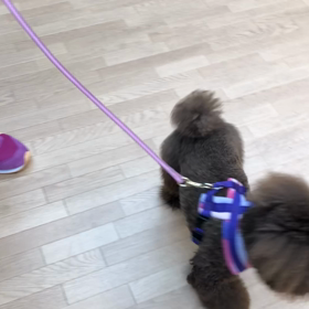 ディアのディーブイット トレーニング。の画像