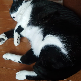 おはにゃですの画像