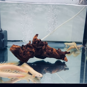 ★プラチナセネガルス！★の画像